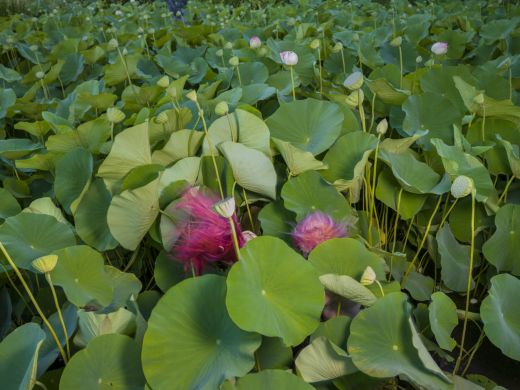 Two pink hair humans submerged in a field of larger green lilly pad leaves