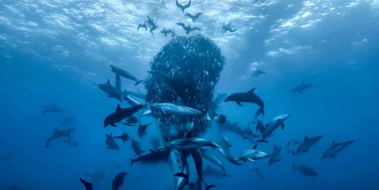Dolphins surrounding school of fish