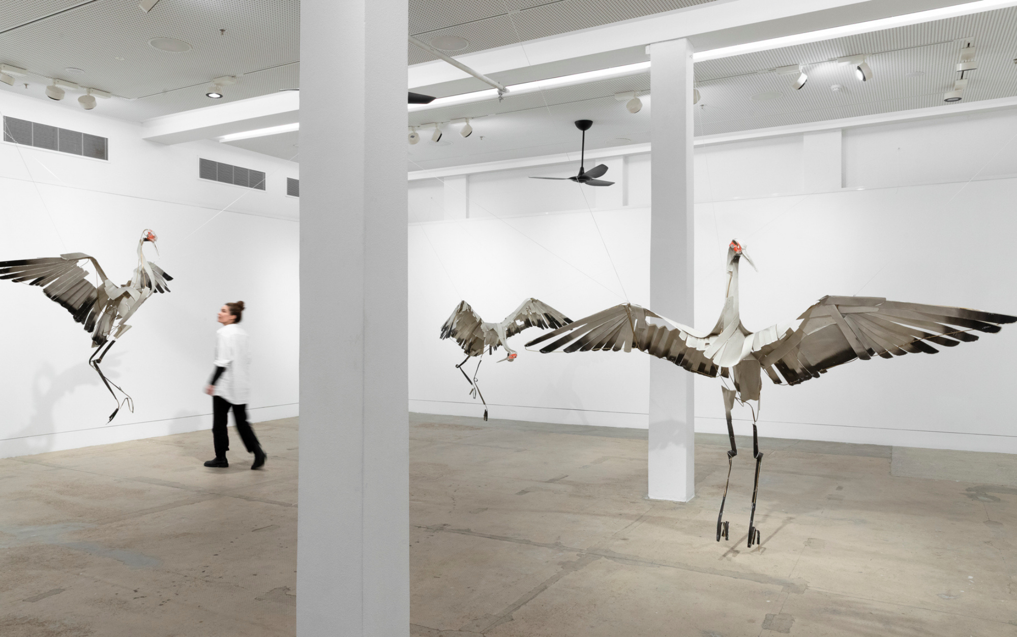 Mating Dance Eexhibition
