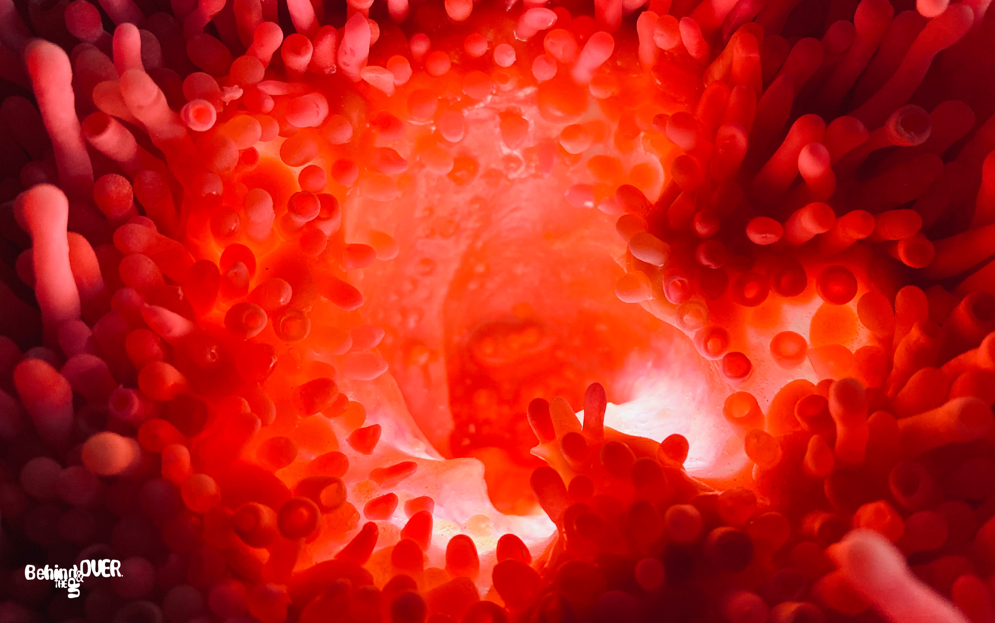 Behind the up and over exhibit 2