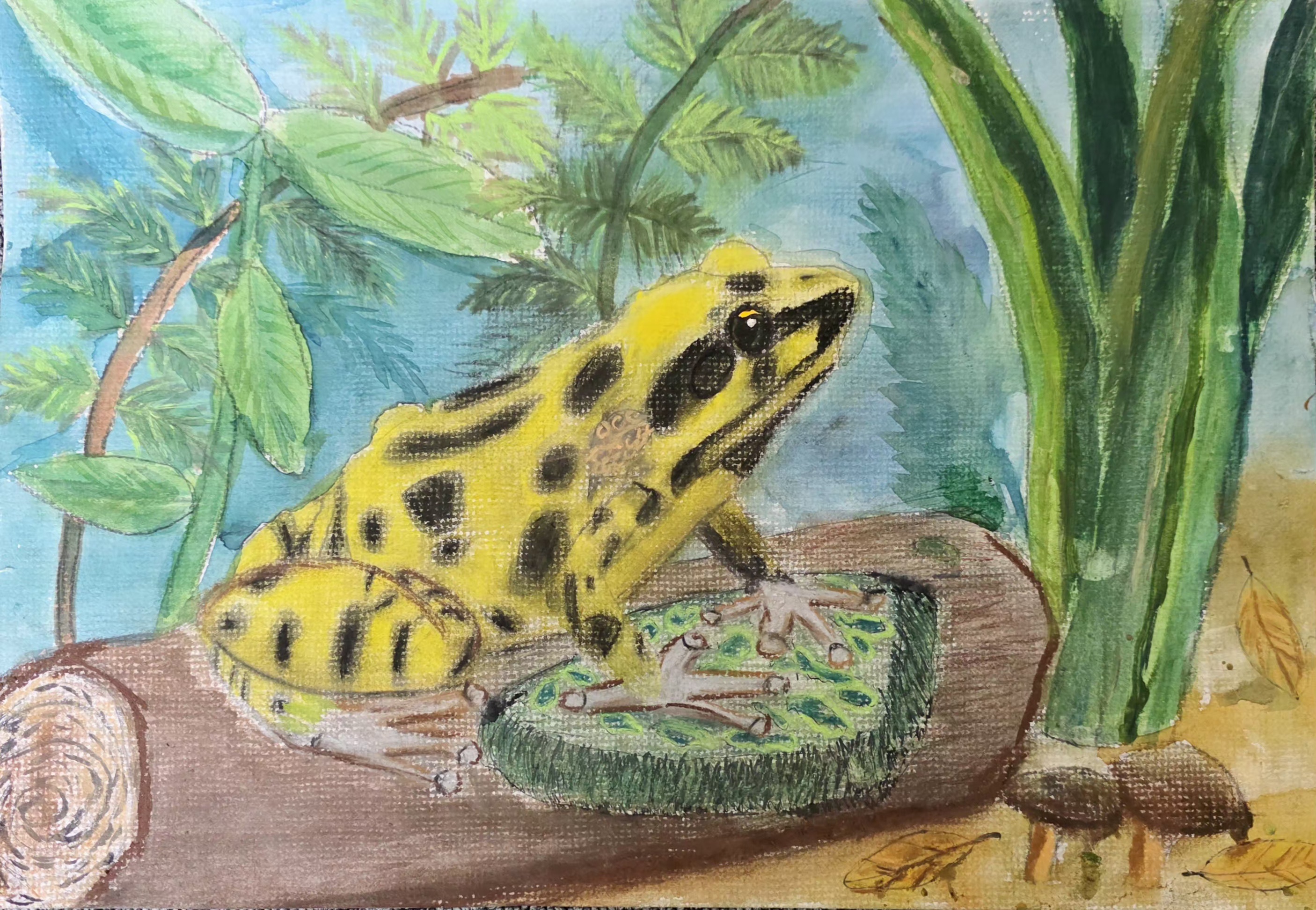 Saving the corroboree frog by Max aged 9