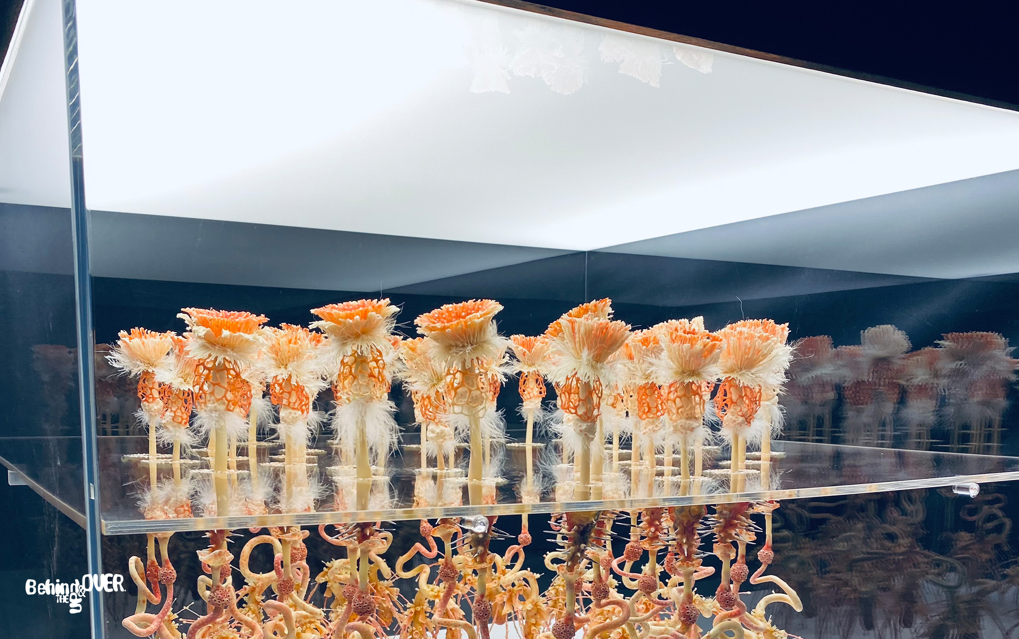 Behind the up and over exhibit 4