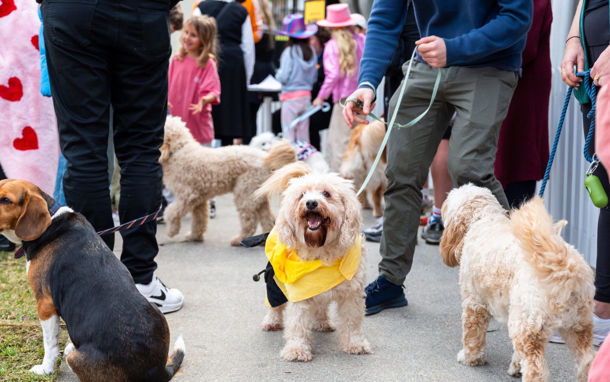 Puppy having a great day out at Bondi Festival's Pavilion Paw Parade