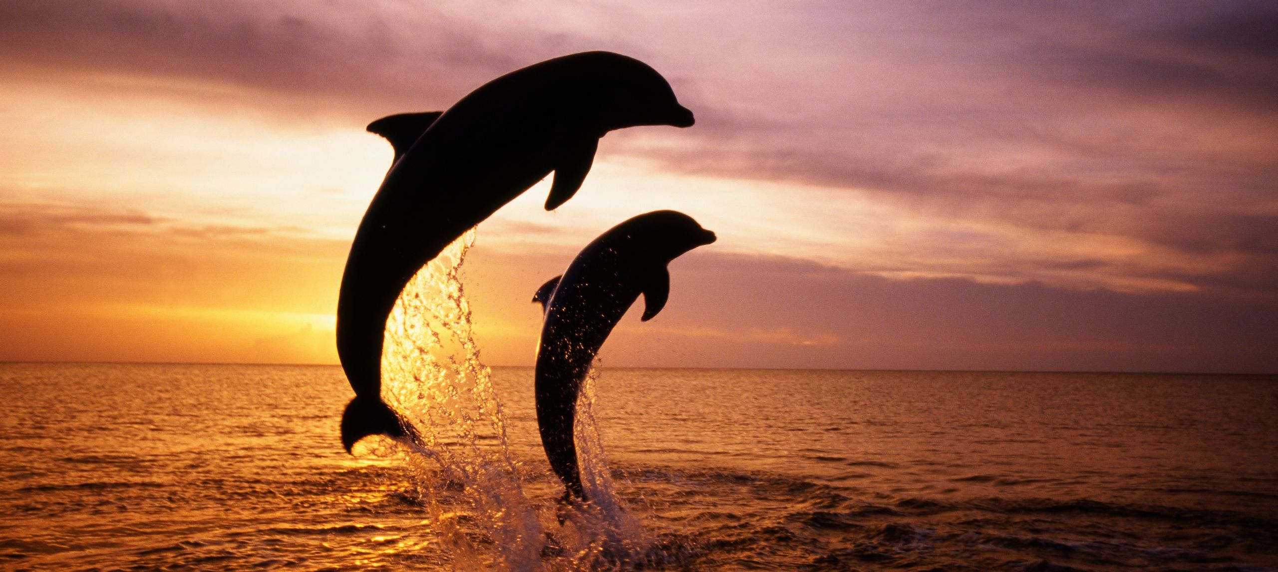 Two dolphins jumping in the air at sunset